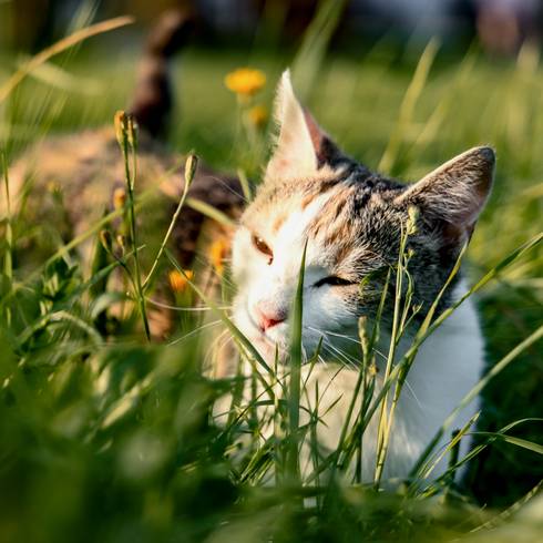Speckerhof cat Speckerhof cat